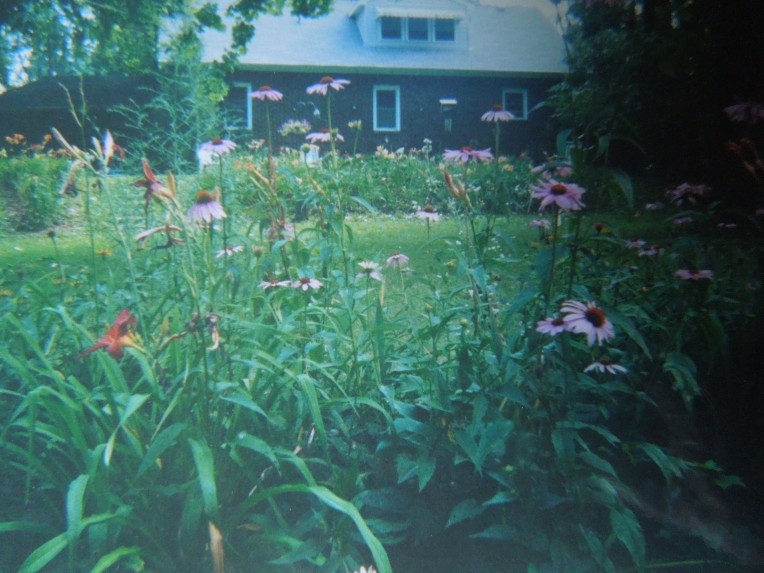 Dev Hathaway's garden