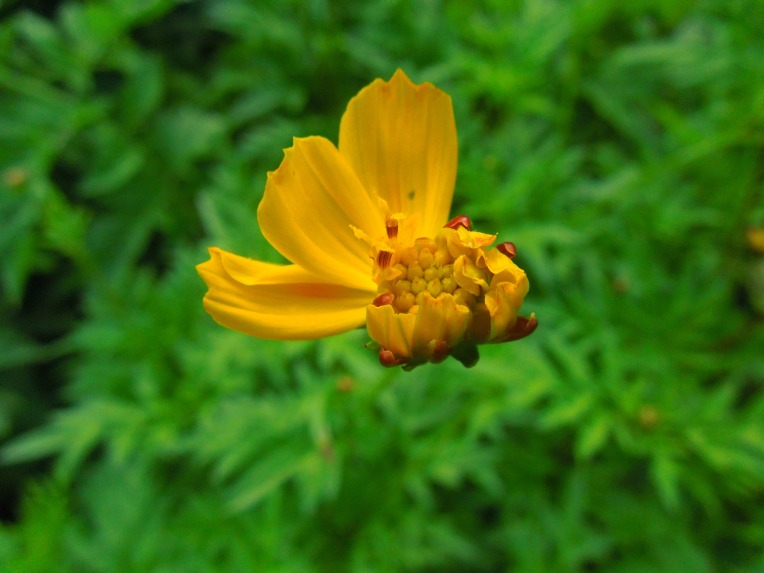 yellow cosmos flower opening