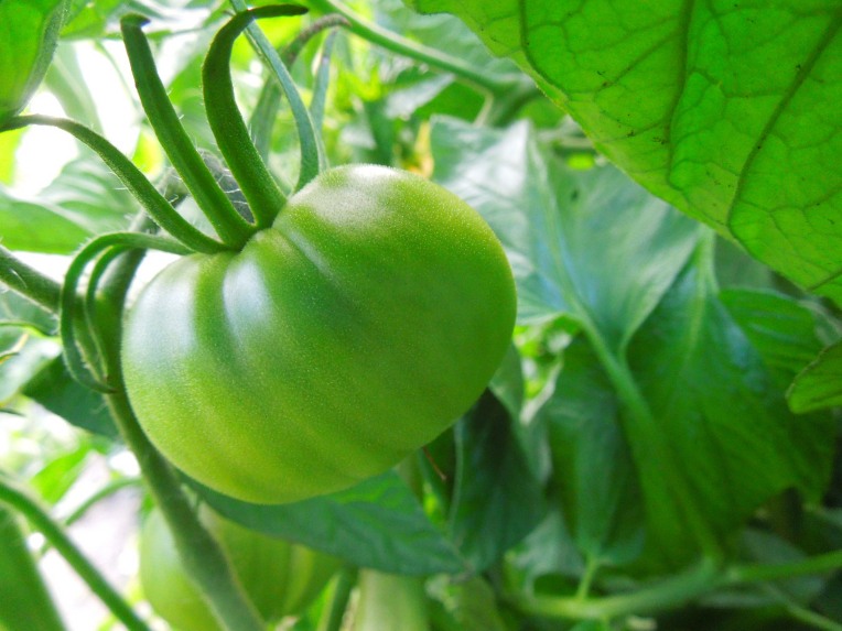 green tomato